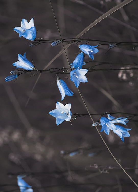 blue-bell-flowers-poster-1.jpg