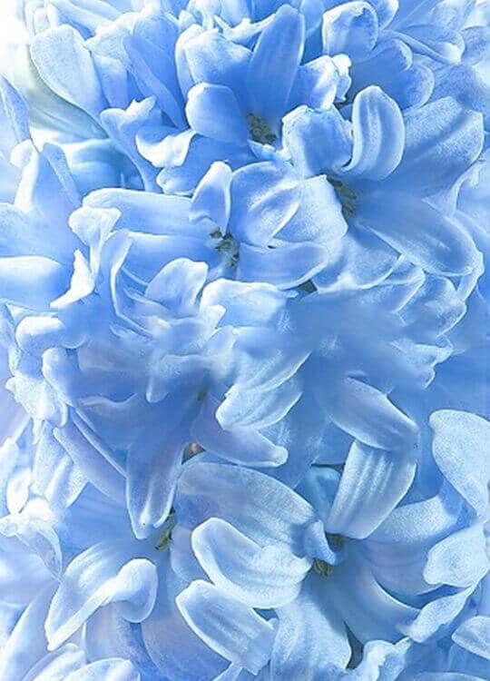 blue-flower-poster-1-1.jpg