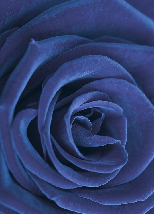 blue-rose-poster-1.jpg