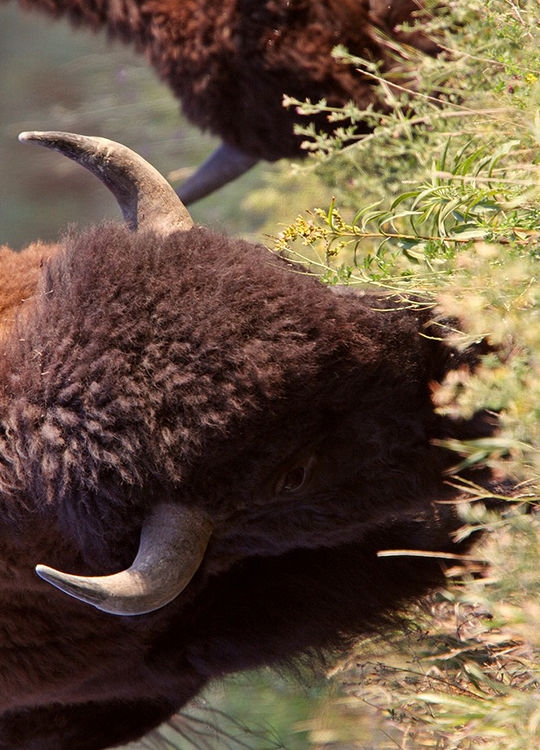 buffalo-grazing-poster-1.jpg