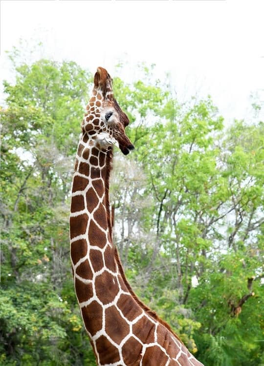 elegant-giraffe-1.jpg