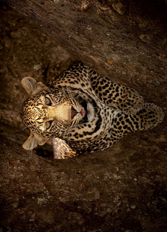 leopard-wilderness-poster-1.jpg