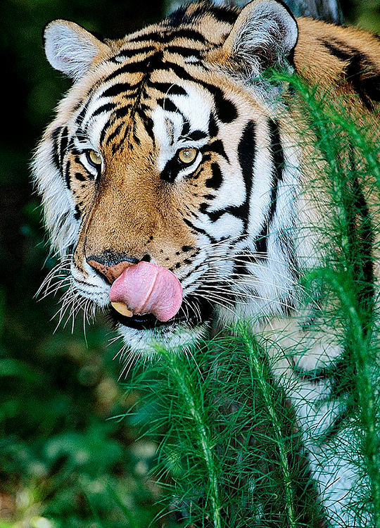 licking-tiger-poster-1.jpg