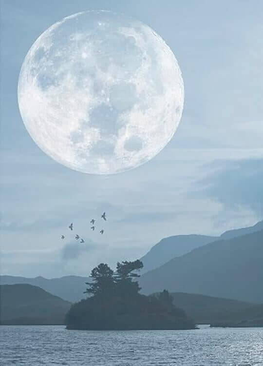 moon-tree-poster-1.jpg