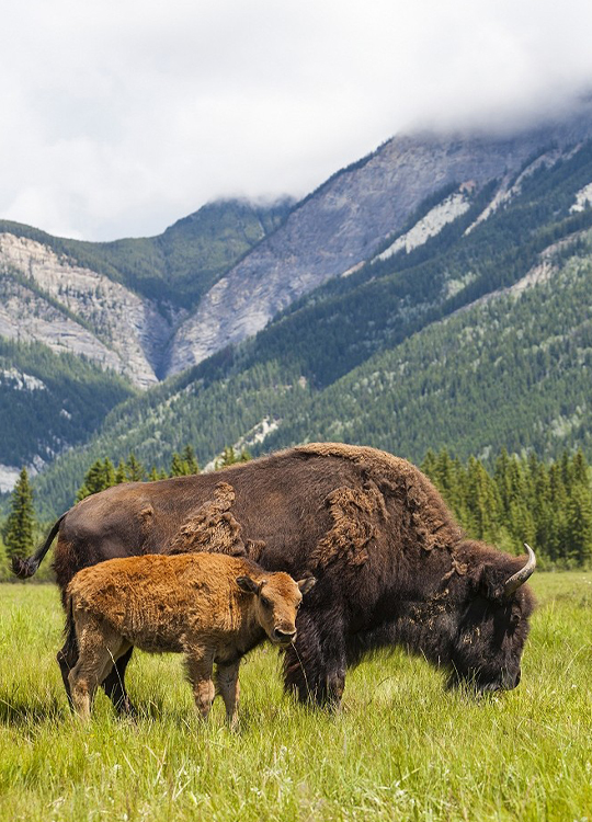 mother-bison-poster-1.jpg