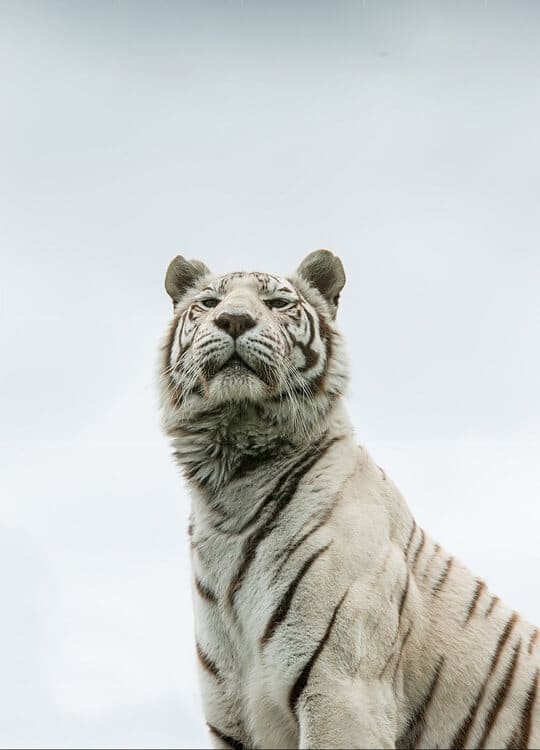 panthera-tigris-poster-1.jpg
