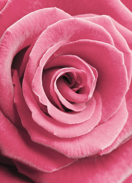 pink-rose-poster-1.jpg