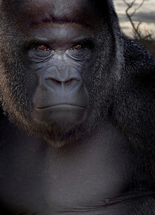 silverback-gorilla-poster-1.jpg