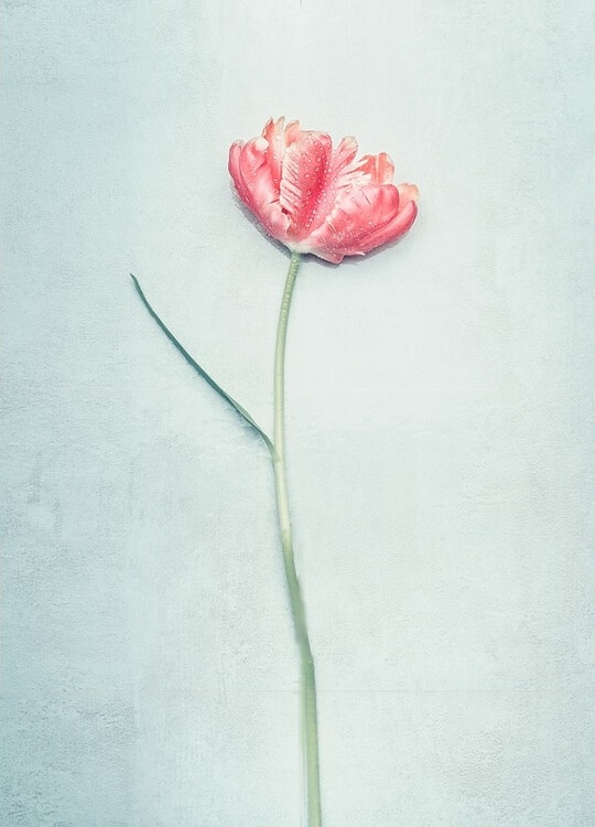 spring-tulip-poster-1.jpg