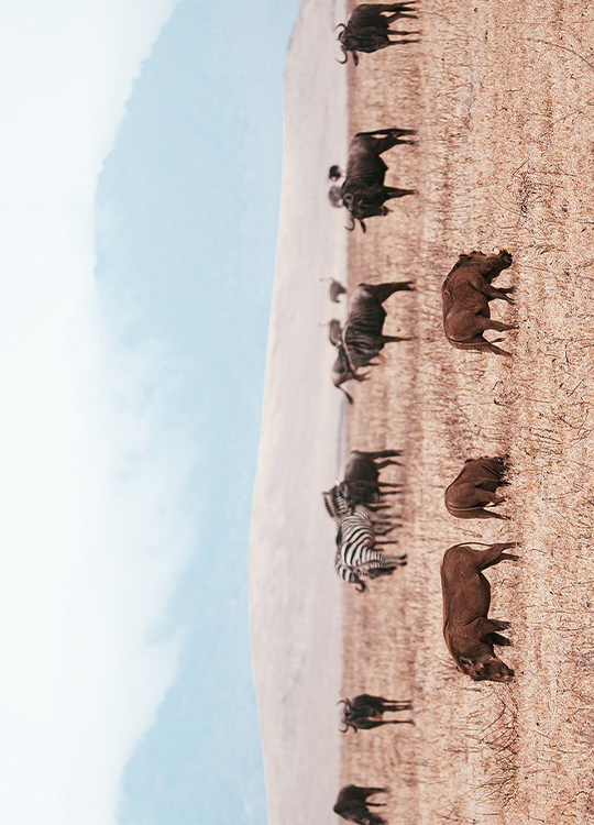 warthogs-wildebeest-poster-1.jpg