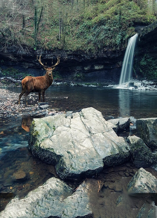 waterfall-deer-poster-1.jpg