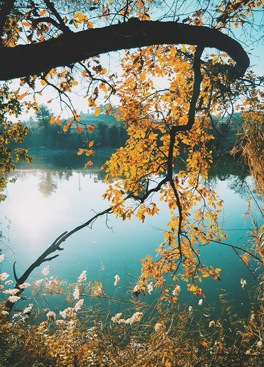 yellow-leaves-poster-1.jpg